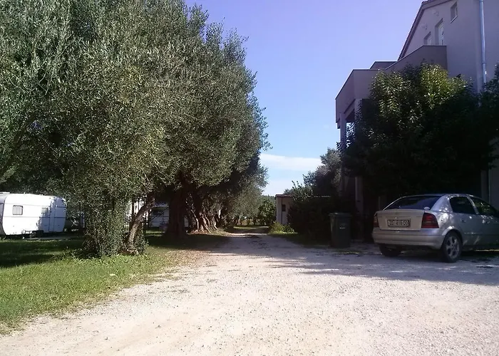 Maslina *